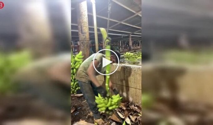 Профессиональная мойка бананов