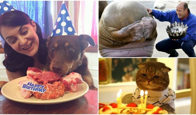 20 животных, которые тоже любят праздновать день рождения (21 фото)