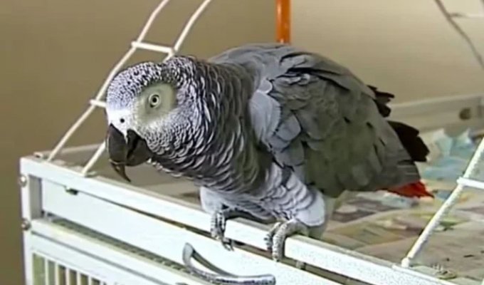 Попугай помог полиции найти убийцу (2 фото)
