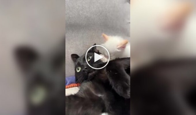 Хозяева завели второго кота, чтобы первому было нескучно
