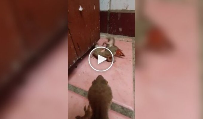 A lizard's life from a first-person perspective