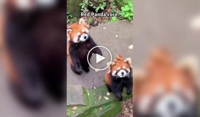 З життя червоних панд