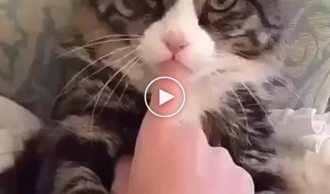 Кот и палец