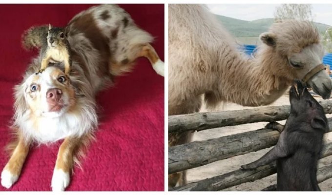 20 примеров неожиданной, но искренней и крепкой дружбы (21 фото)