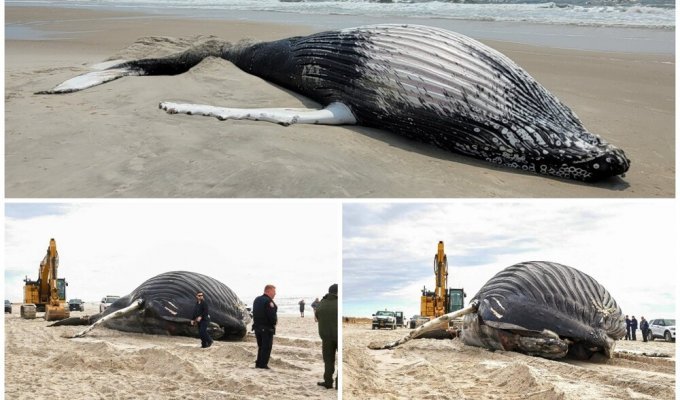 Already the 17th humpback whale washed ashore on Long Island (5 photos)