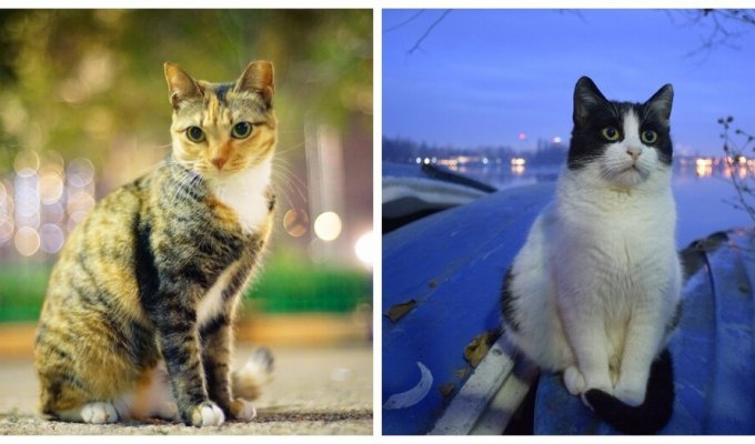 Cats in the city lights (25 photos)