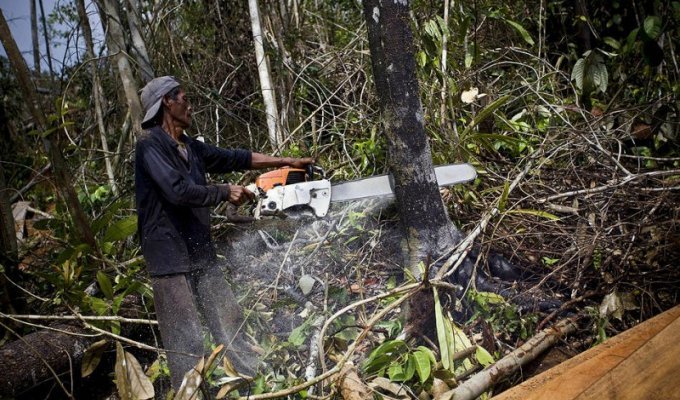Уничтожение лесов на Суматре (11 фото)
