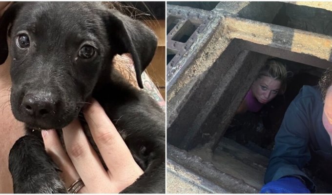Passers-by heard a desperate squeak from the sewer (8 photos)