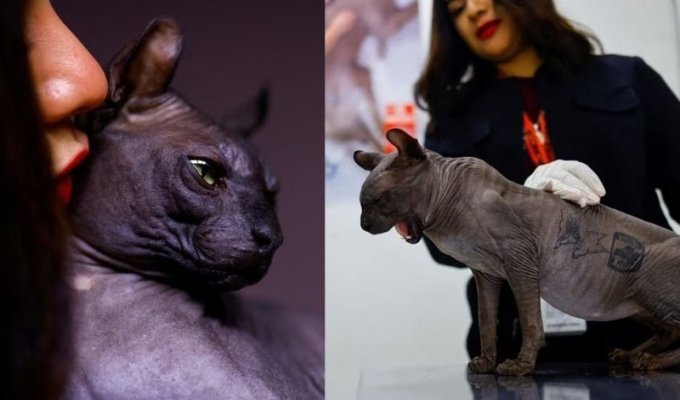 Кіт — він і у в'язниці кіт: татуйований хвостатий вийшов із в'язниці в Мексиці (5 фото)