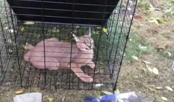 A woman saw a "big cat" near her house, which actually turned out to be a wild animal (3 photos + 1 video)