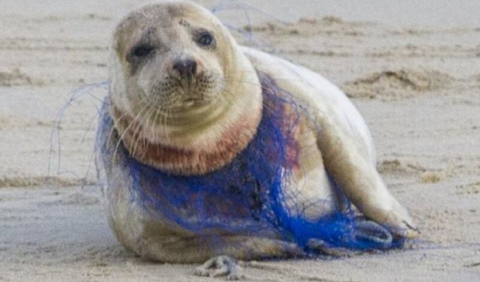 Добровольцам не удалось помочь тюленихе, полузадушенную пластиковой сетью (5 фото)
