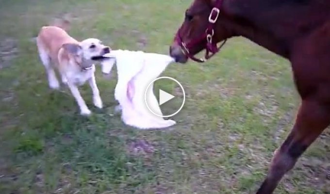 Собака и лошадь играются вместе