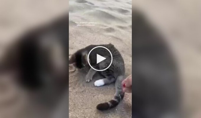 Cat brought to the beach for the first time