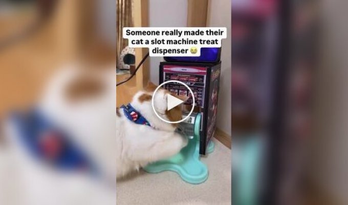 Cat feeder in the form of slot machine