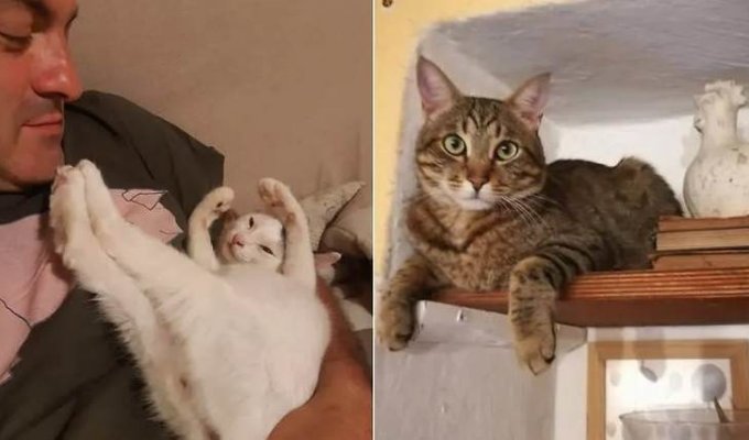 В Италии кошки спасли супругов от оползня (3 фото)