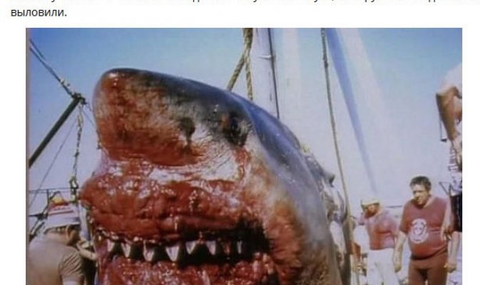 Удивительные находки в желудках акул (8 фото)