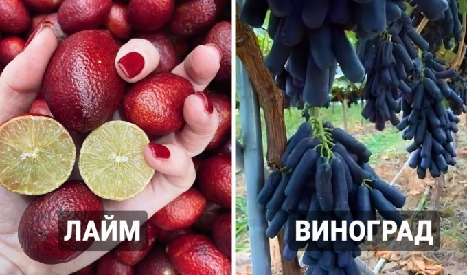 Фотографии овощей и фруктов, которые наверняка вас удивят и заинтересуют (16 фото)