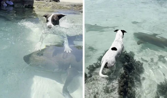 Incredible friendship: a dog and a nurse shark conquer the Internet (14 photos)