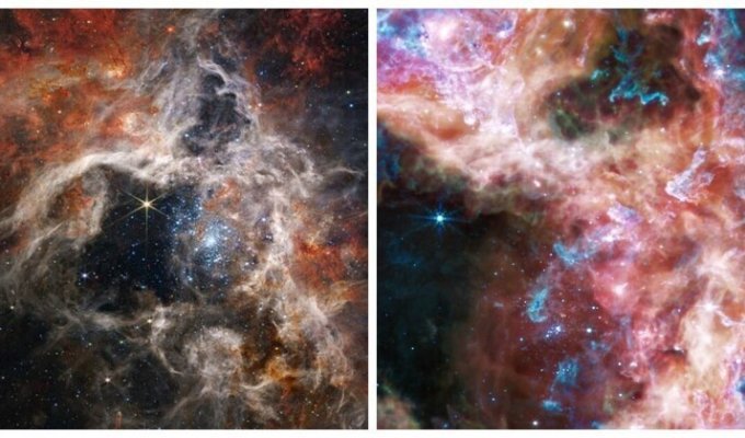 Телескоп «Джеймс Уэбб» впервые показал тысячи молодых звёзд в туманности Тарантул (3 фото)