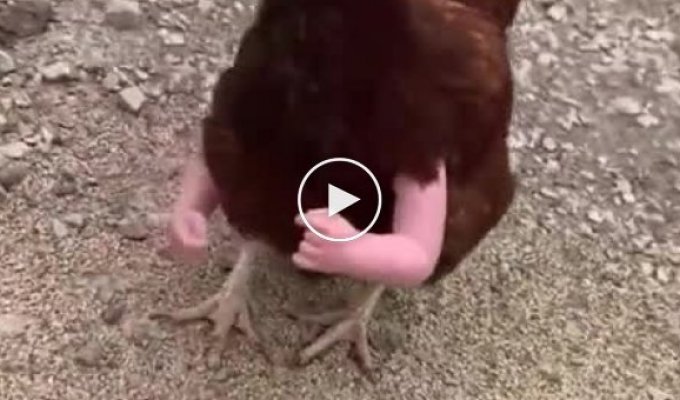 Если бы у куриц были руки...