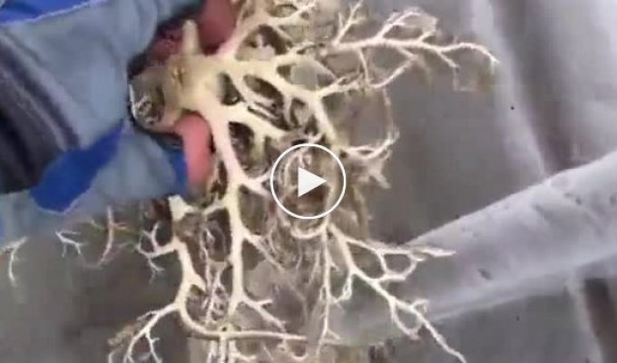 A fisherman caught a strange creature and thought it was a living coral