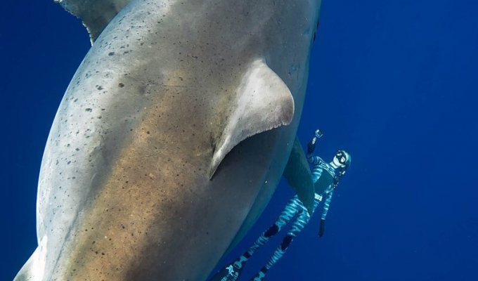 Дип Блю - самая огромная белая акула в мире. Уникальные фото гиганта (8 фото + 1 видео)