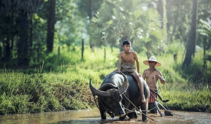 Как буйволы стали национальным символом Индонезии (4 фото)