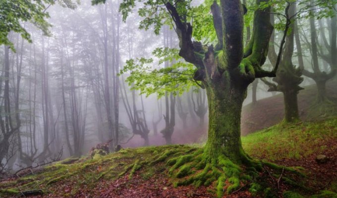 Мистический лес в Испании (12 фото)