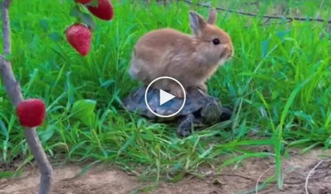 Maximum cuteness: the turtle gave a ride to the rabbit to eat strawberries