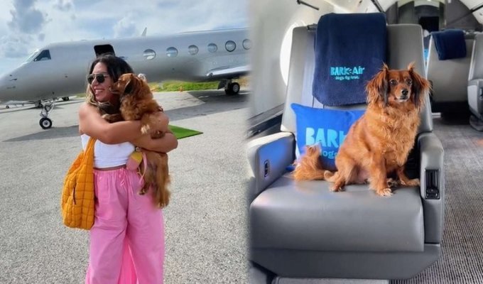American airline for dogs made its first flight (2 photos + 1 video)