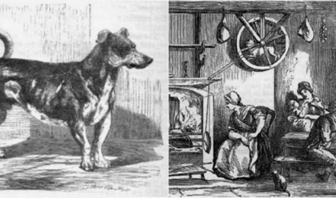 Turnspit Dogs: The Mysterious Kitchen Breed That Is No More (9 photos)