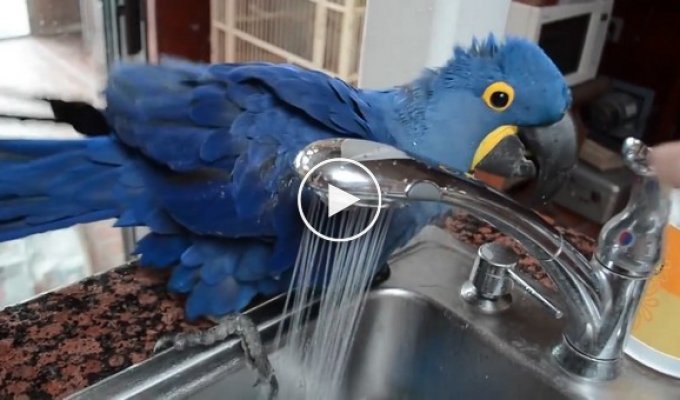 Этот попугай не любит на себе экономить. Посмотрите как он любит принимать ванную