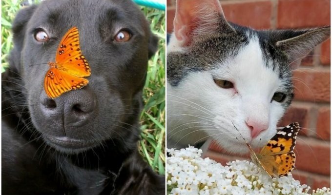 30 чудесных кадров с животными, которые встретили бабочек (31 фото)
