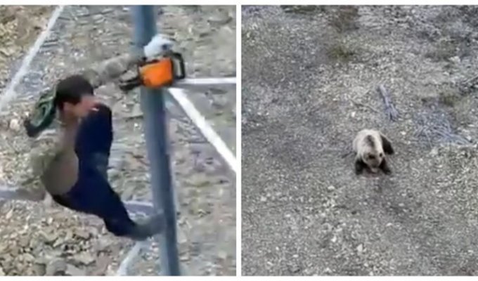 Голодный медведь загнал рабочих на вышку и съел их тушенку (1 фото + 2 видео)
