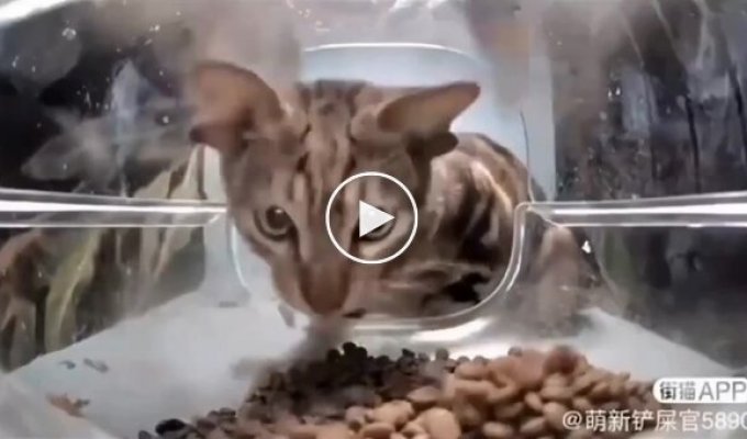 У китайському додатку, де можна годувати котів, нова зірка — кіт-лунтик