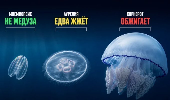 Jellyfish of the Black and Azov Seas: Rhizorostoma, Aurelia, and Ctenophora—who stings (13 photos)