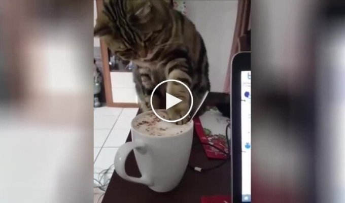 The cat tasted the foam of his morning cappuccino