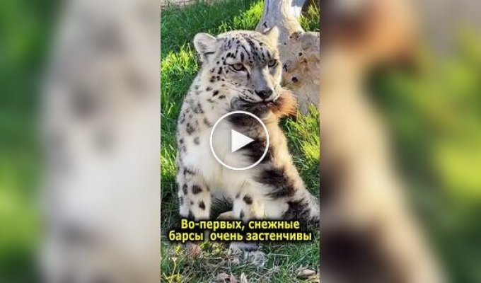 Из жизни снежных барсов