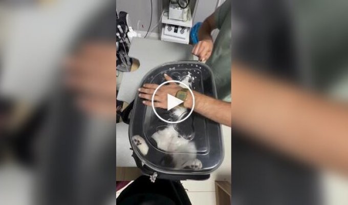 Count Kusacula arrives at the vet