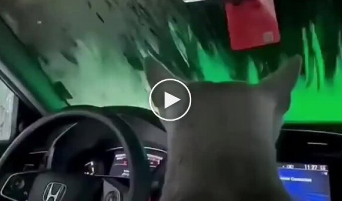 Мохнатый пассажир под прикрытием: как испуганный котик переживает пенную бурю на автомойке