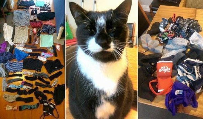 Darling, whose is this? Mo the cat quarreled between lovers by stealing a neighbor's panties (6 photos)