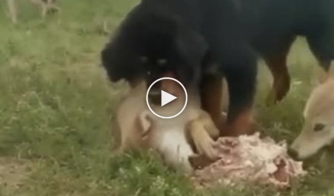 Пес защищает волка, чтобы тот смог поесть