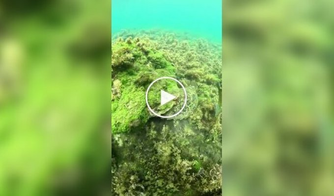 How and why sea turtles itch