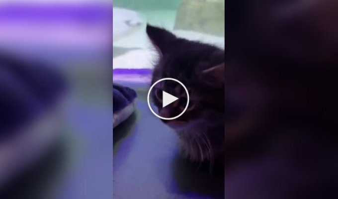 Котята посетили океанариум