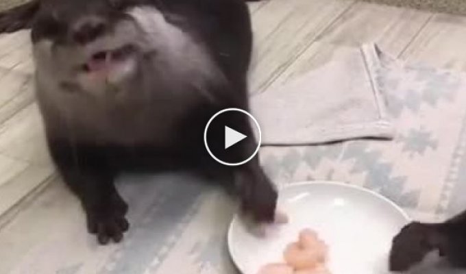 Attention, otters eat shrimp