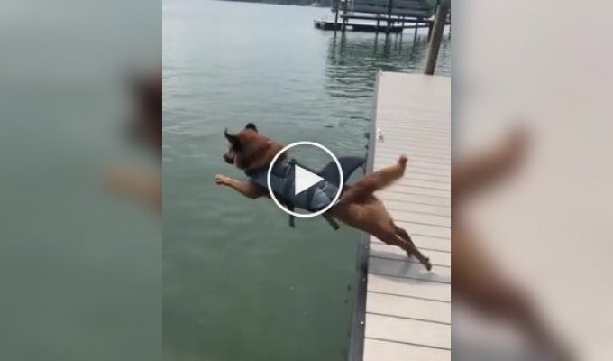 A dog's graceful jump into the water