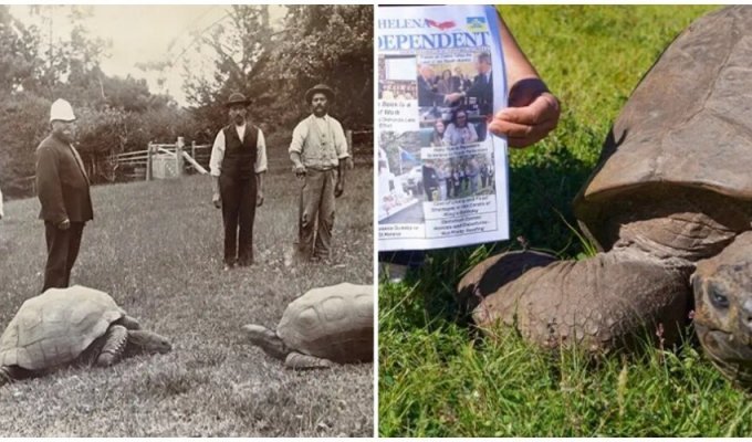 Jonathan the turtle became the oldest creature on earth, celebrating his 191st birthday (3 photos + 1 video)