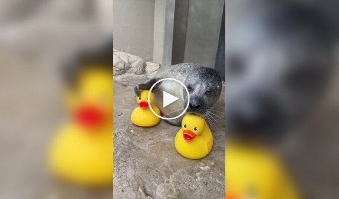 В США 33-летний тюлень не расстается с резиновыми уточками, с которыми играет и учится новым трюкам