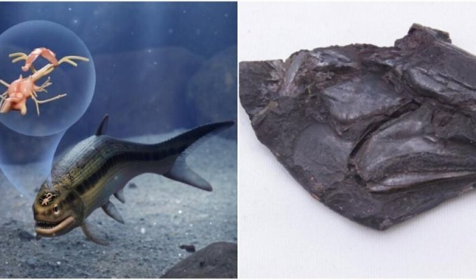 Учёные обнаружили древнейший мозг рыбы, которой 319 млн лет (5 фото + 1 видео)