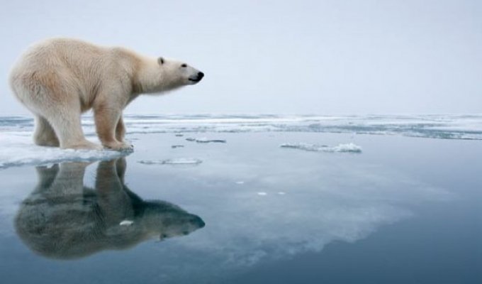 Белых медведей можно спасти (24 фото)